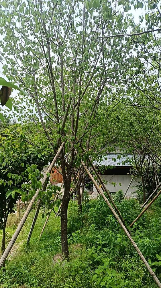 福建山樱花8、10、12公分，假植苗基地一般多少价格